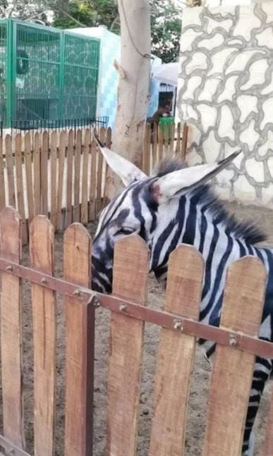 El director del parque negó que la cebra fuera falsa.