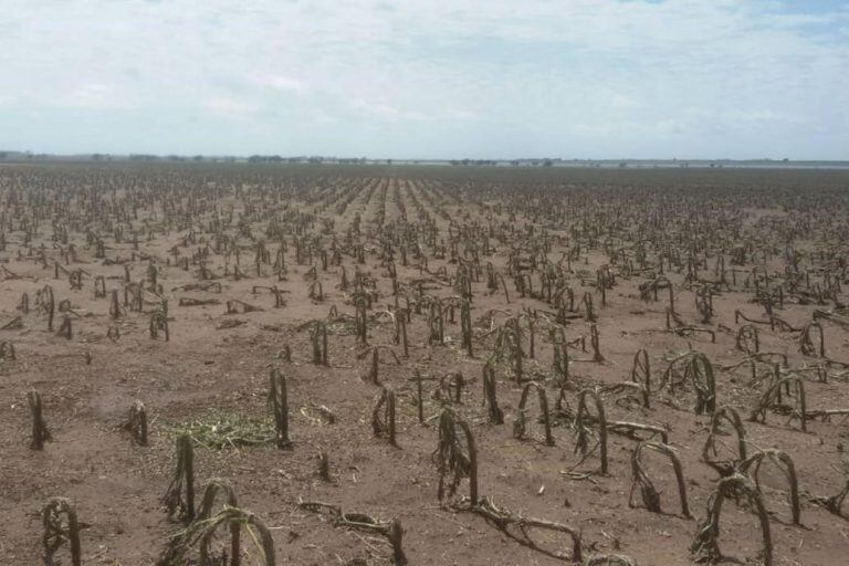 Así quedó el girasol en Colonia Barón (Twiter @diegosallaberry)