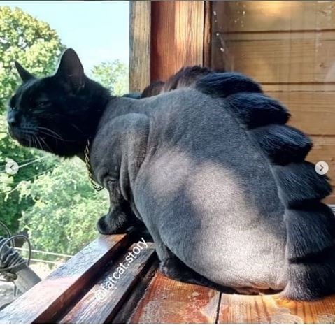 Los felinos están copando Instagram con un look prehistórico similar al de los dinosaurios