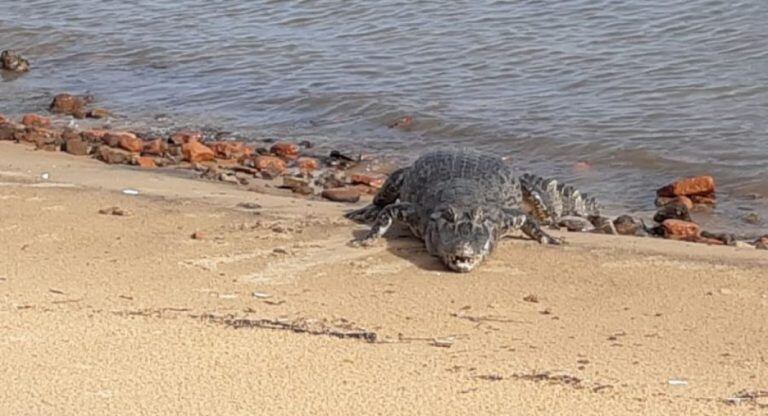 Un yacaré tomando sol en la playa de Corrientes.