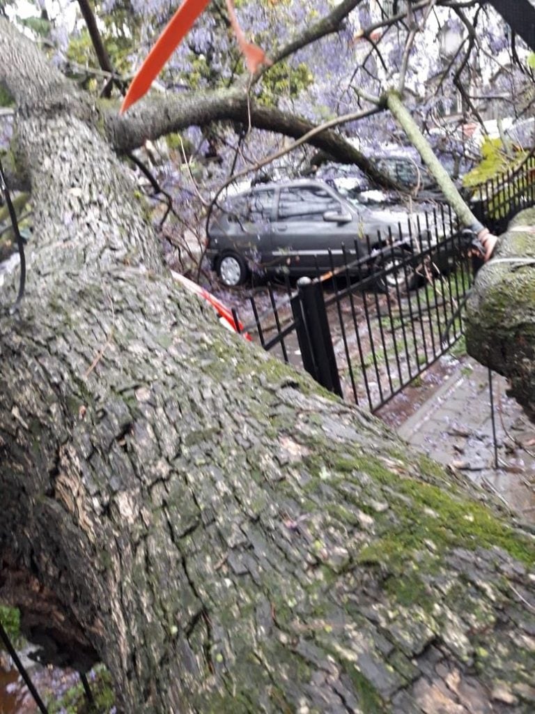 El jacarandá destrozó cinco vehículos estacionados en la plaza del Foro.