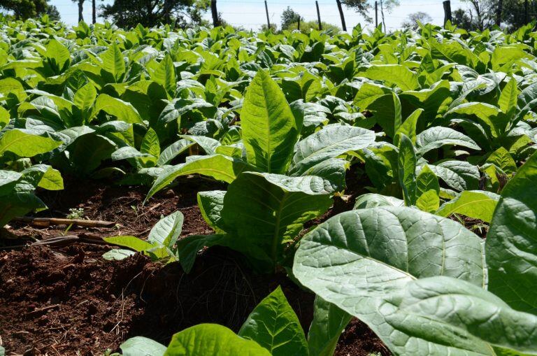 Tabaco en Misiones.