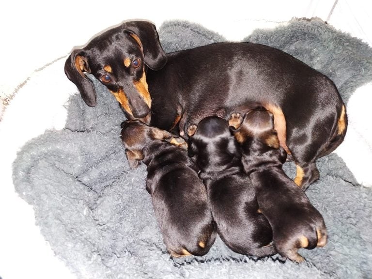 Frida mamá de tres cachorritos hermosos, de Virginia Rondon.