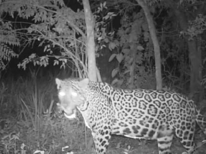 Descubrieron a una yaguareté preñada del lado brasileño del Parque Iguazú.