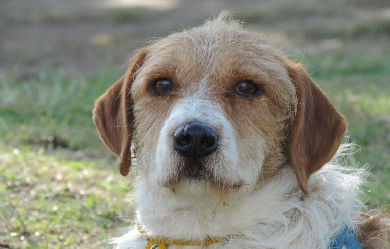 Argos, un perrito ya viejo y adulto que fue abandonado y que Patitas de Perros lo ofrece en adopción. (Patitas de Perro)