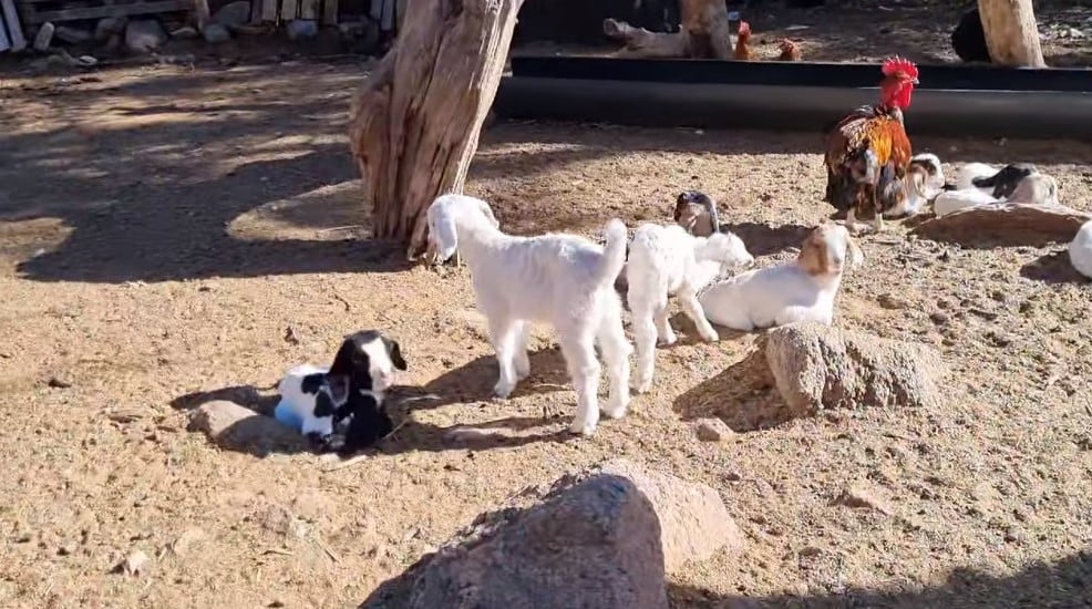 Animales en los corrales de "Don Gaucho"