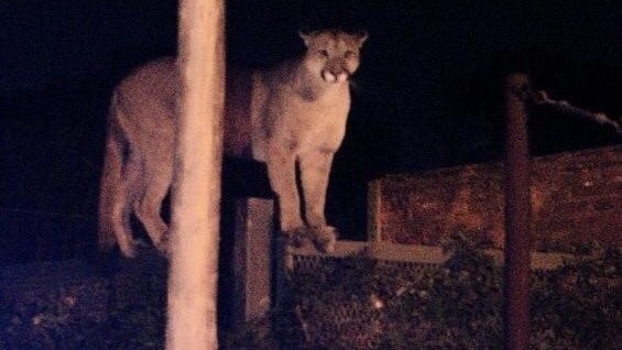 Un puma causó miedo en Bahía