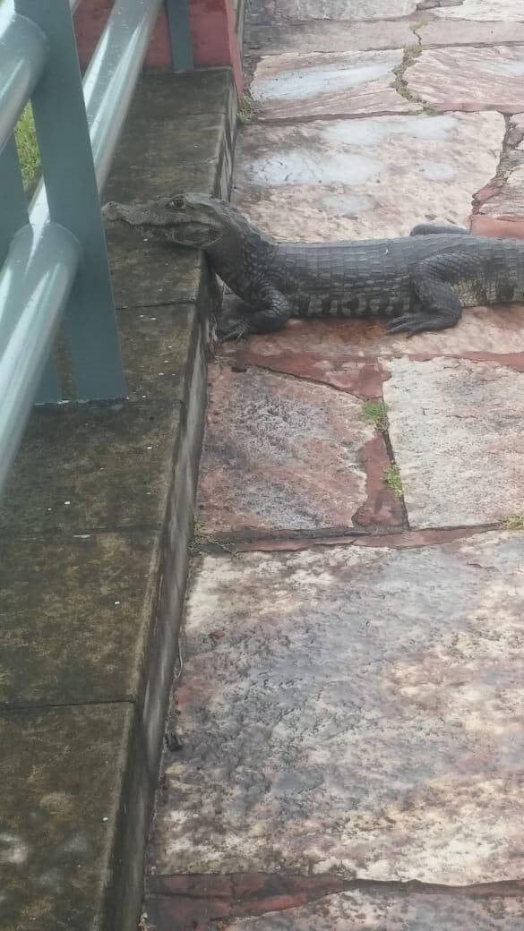 Animales en plena calle por la falta de gente. (TN)