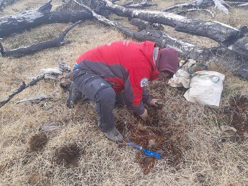 Reforetación en Tierra del Fuego