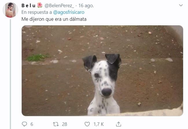 El hilo sobre perritos que iban a ser de raza, pero no. (Foto: captura Twitter)