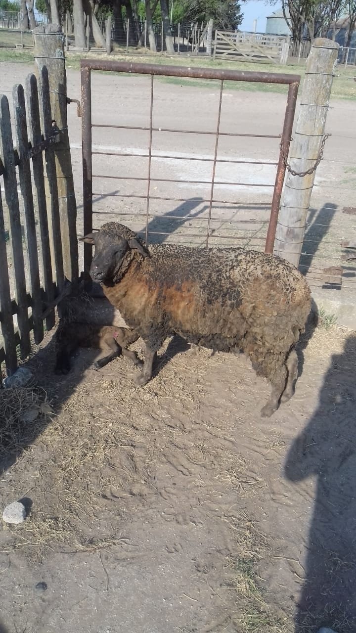 Los incendios en San Ambrosio provocaron que se quemaran las ovejas en un campo. (LV16 Radio Río Cuarto)