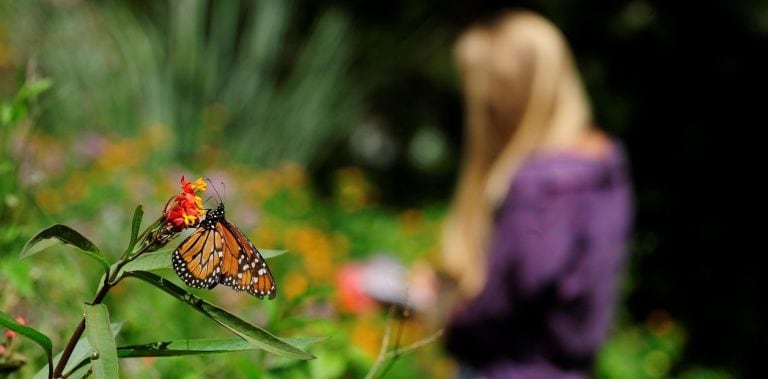 Mariposas en Buenos Aires (Web)