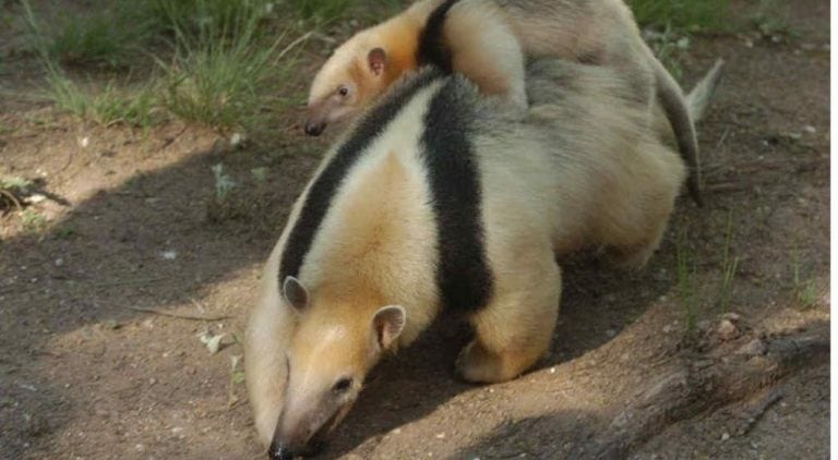 Las especies que fueron rescatadas o devueltas a Policía Ambiental durante 2017.