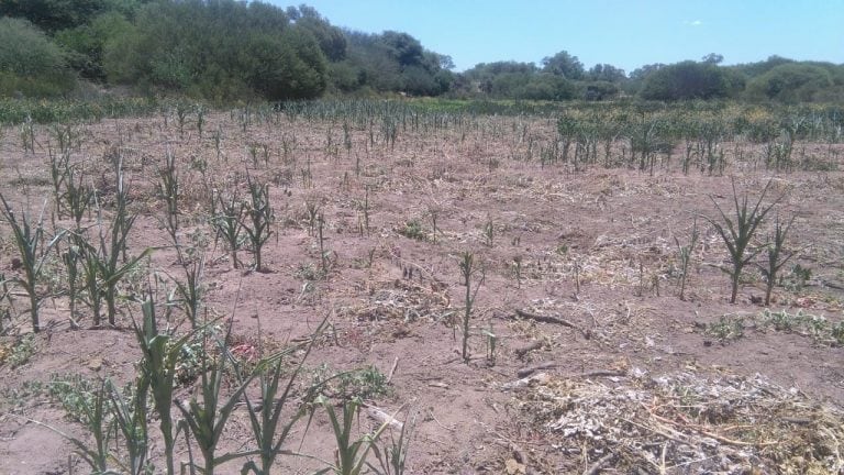 Así lucen los sembradíos de la mayor parte de los campesinos en el oeste