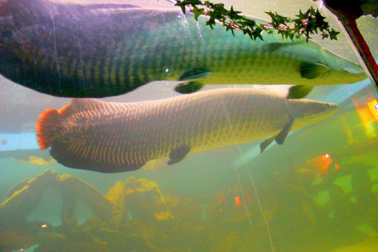 Pirarucú, el pez gigante de la Amazonía.