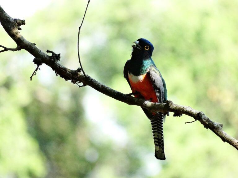 Surucuá Aurora (eBird by Ana Paula Alminhana Maciel)