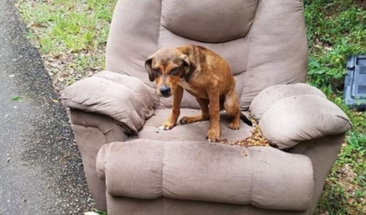 Un perro muy fiel: lo abandonaron en un sillón y esperó a sus dueños durante cinco días
