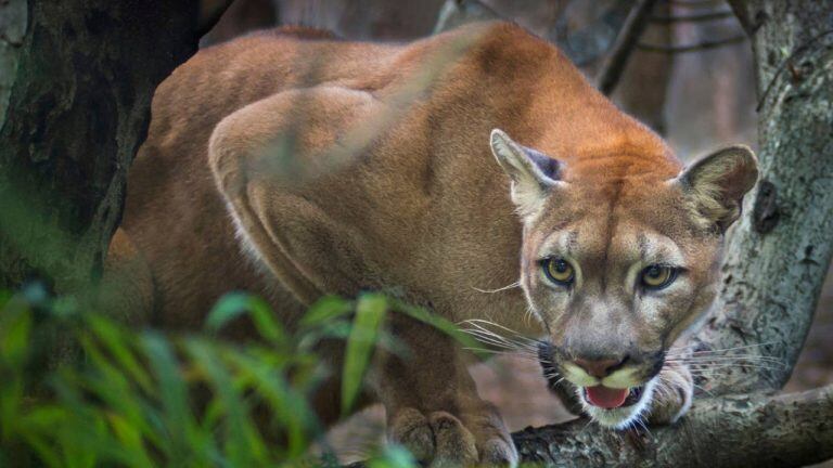 Apareció un puma en una forestación de Garaví