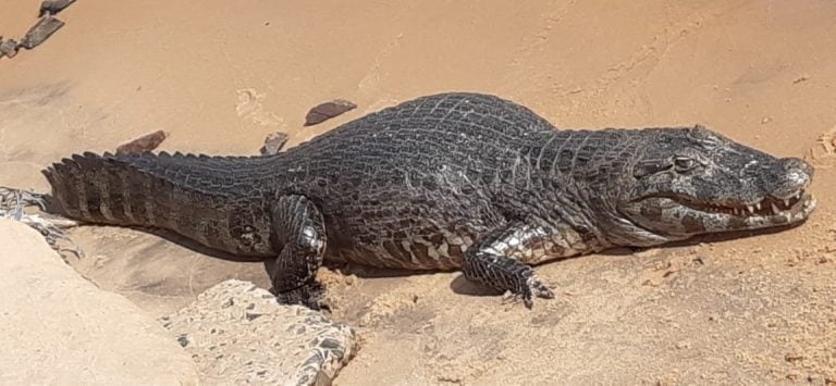 Un yacaré de importantes dimensiones apareció en la playa Arazaty.