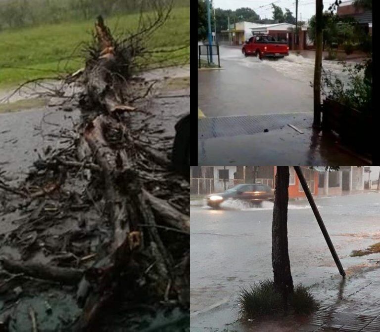 Árbol caído en la intersección de Avenida Alem y calle Salta en Goya.