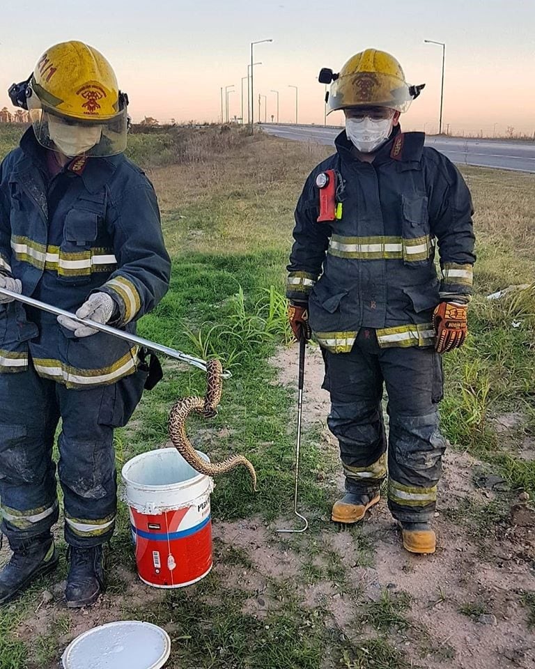 Bomberos Voluntarios de Arroyito extrajeron varios ofidios