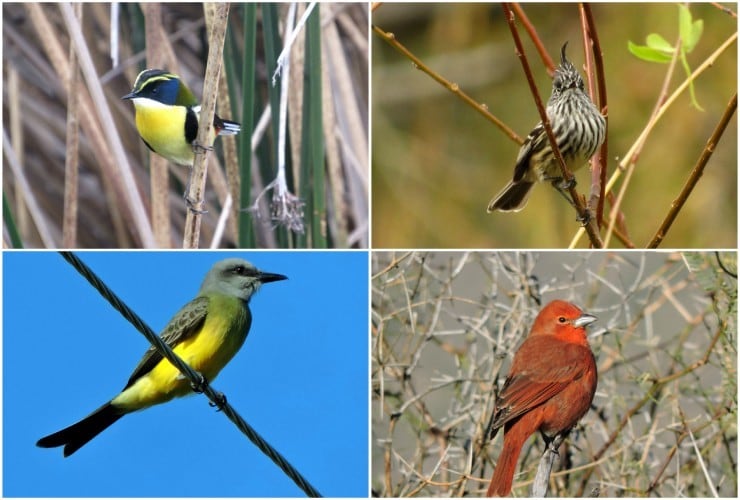 Aves de silvestres liberadas en La Florida