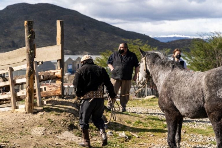 Campaña para chipear Caballos