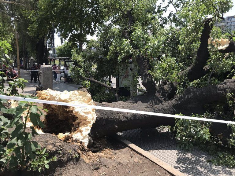 Cayó un árbol en Constitución (Twitter)