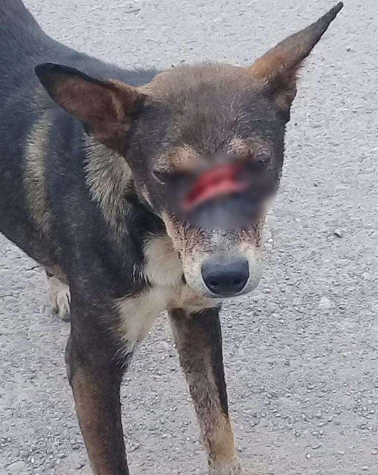 Maltrato animal (Informate Salta)