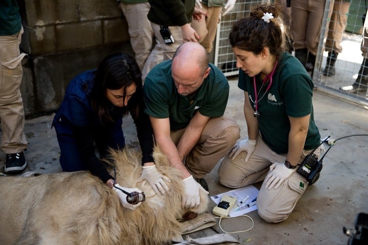 Los tres leones tuvieron que ser anestesiados para colocarlos en sus respectivas cajas