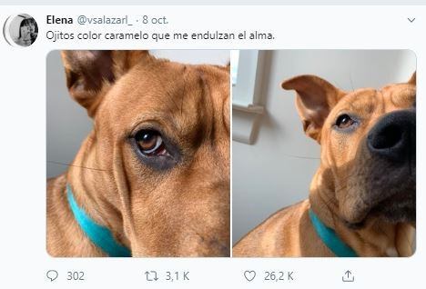 Furor en Twitter por un perro que es idéntico a Scooby-Doo (Foto: Captura de Twitter)