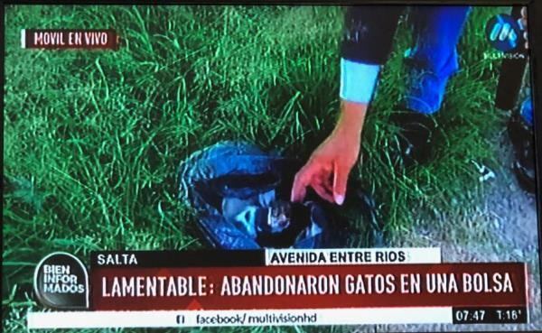 Gatitos abandonados. (Multivisión)