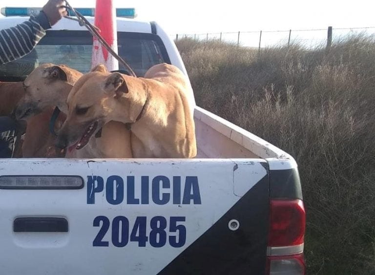 Cazadores furtivos con perros galgos