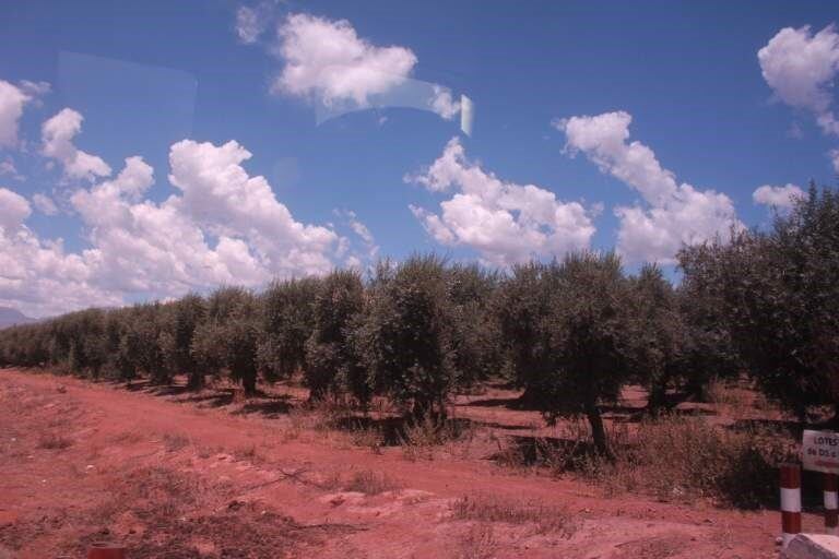 La finca donde se producen los vinos tiene 104 hectáreas de parrales de los varietales Malbec, Cabernet, Bonarda, Syrah, Merlot, Torrontés y Chardonnay. Es una de las fincas más prolijas que hay en este valle.