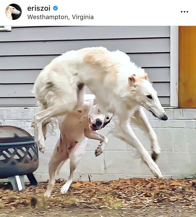 Eris, el perro con el hocico más largo del mundo.