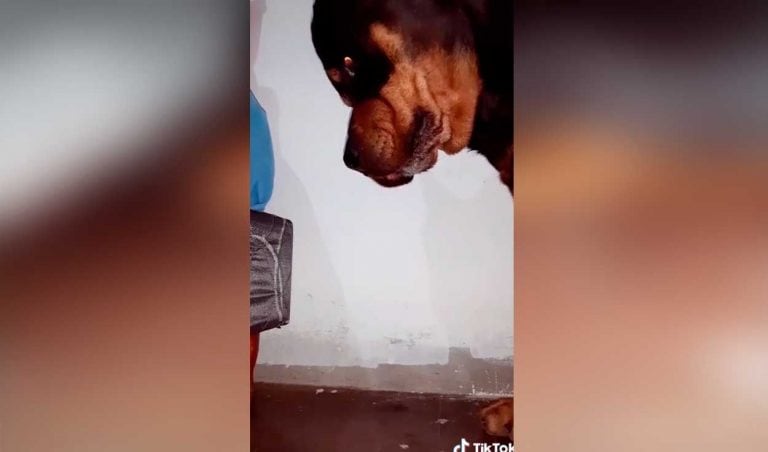 Gracioso pedido de ayuda de un perro para recuperar su juguete perdido (Web)