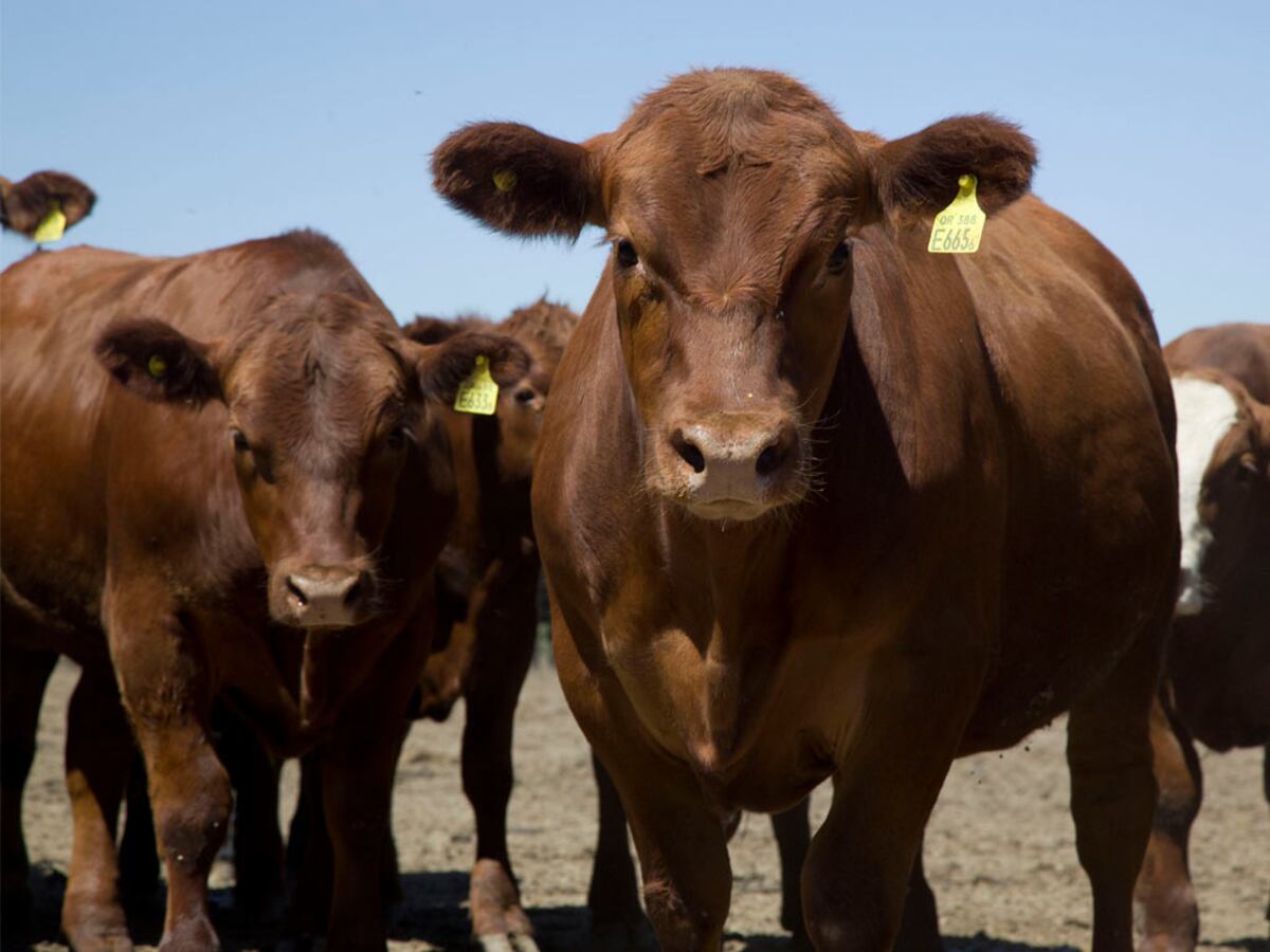 Longevidad de las vacas y su ciclo de producción