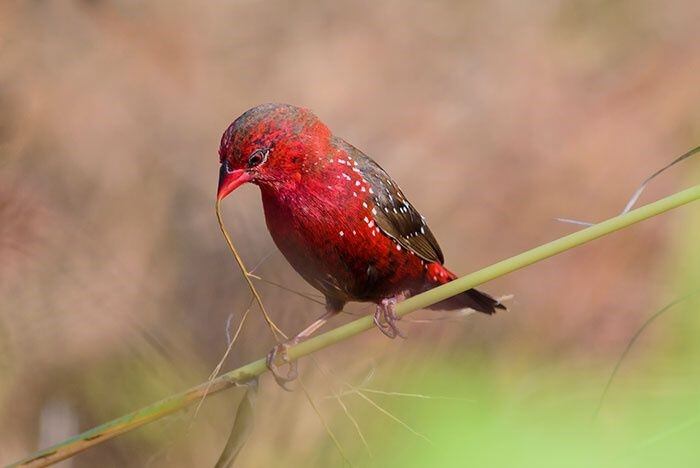 Estos pájaros habitan en la parte tropical de Asia, sobre todo en espacios abiertos, como campos, praderas, claros de junglas y jardines.