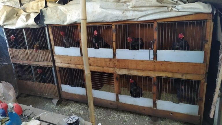 75 detenidos en una riña de gallos en Rosario de Lerma (Policía de Salta)