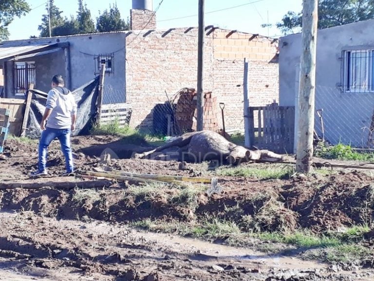 Una yegua murió al caer en un pozo en Santa Fe. (Aire de Santa Fe)