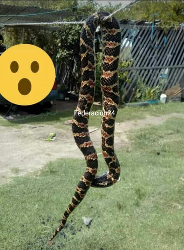 Apareció una serpiente gigante en Entre Ríos y generó preocupación