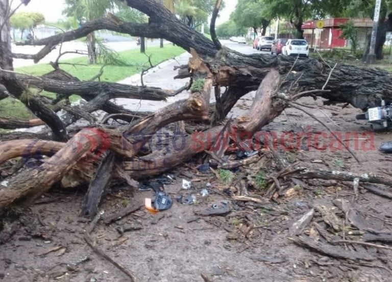 Se arrojó a tiempo de la moto y evitó ser aplastado por un árbol. (Foto: Radio Sudamericana)