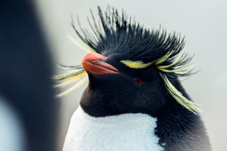 Malvinas tiene una increíble biodiversidad, con más de 25 especies de ballenas y delfines y cinco especies de pinguinos. Fotos de Pablo Porciuncula Brune / AFP