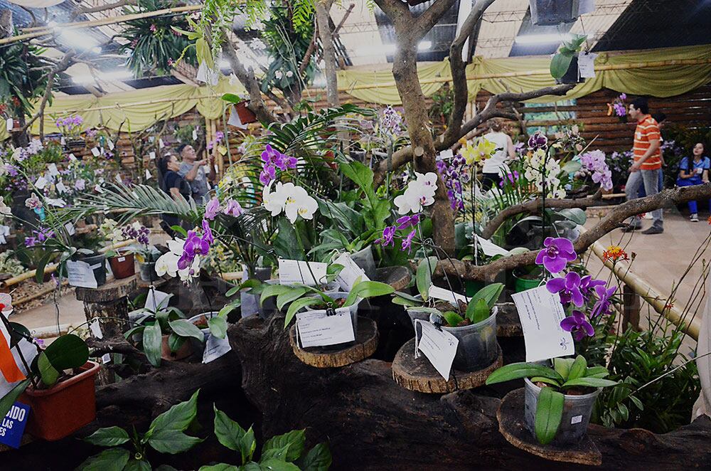 Montecarlo: preparativos para la Fiesta Nacional de la Orquídea y Provincial de la Flor.