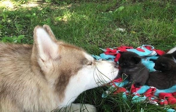 "Banner", la perra heroína que adoptó gatitos recién nacidos y los salvó de la muerte. Foto: Instagram/todonoticias