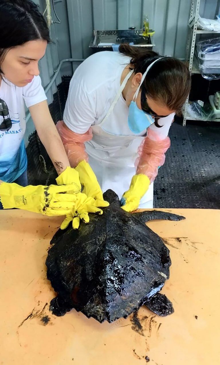 Folleto publicado por el Centro de Rehabilitación de Mamíferos Marinos de Aquasis (CRMM) que muestra una tortuga cubierta de petróleo que está siendo tratada por biólogos de Aquasis en el municipio de Caucaia, Estado de Ceara, Brasil, el 29 de septiembre de 2019. Crédito: Andressa GOMIDE / Acervo Aquasis / AFP.