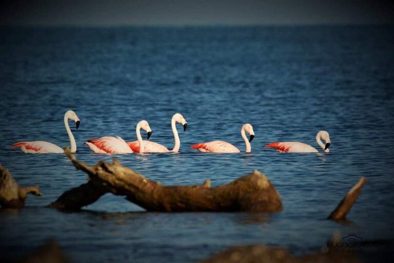 Flamencos en Miramar de Ansenuza - Hugo Giraudo