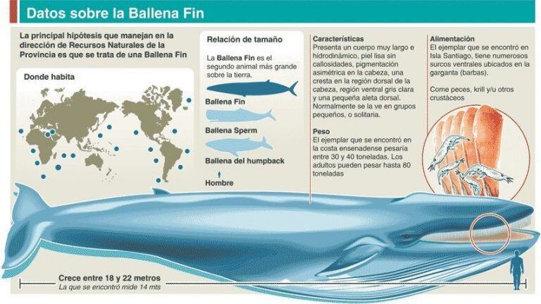 Ballena Fin