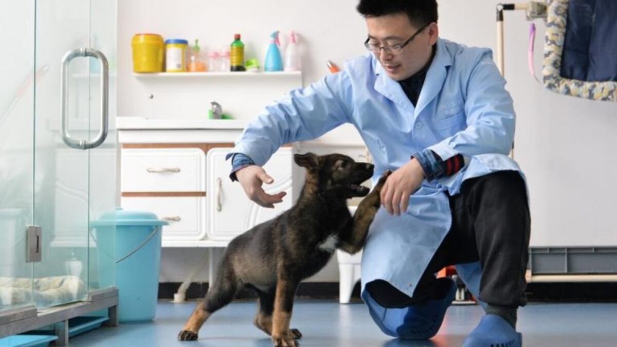 China clonó a su mejor perro policía para ahorrar dinero y tiempo en su entrenamiento