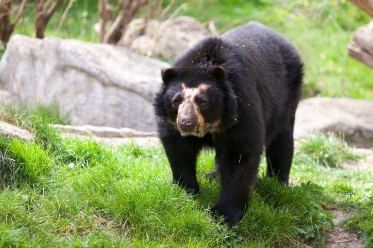 Oso de Anteojos. (Web)